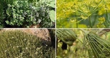 اختلافات بين النباتات الطبية والعطرية وأهميتها في الاستخدامات