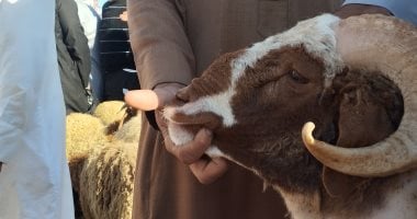 الكبش العملاق في أسواق الإسكندرية يزن 120 كيلوغراماً