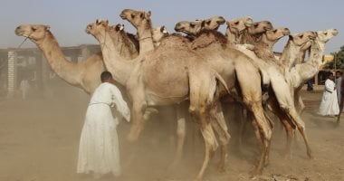كيفية شراء أضحية من الجمال من تجار دراو بأسوان