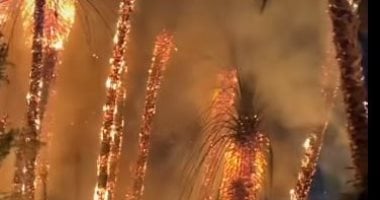نصائح الحماية المدنية لتفادي حرائق الأشجار بعد حريق النيل