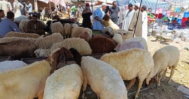 باحث يكشف طرق التعامل مع الأضحية قبل الذبح مباشرة