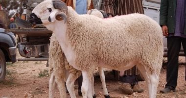 تأهب قبل 24 ساعة من موعد ذبح الأضاحى اعرف التفاصيل