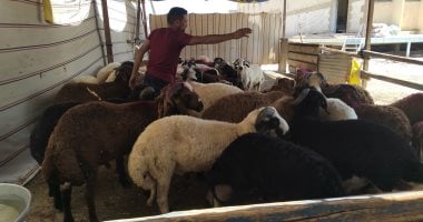 خدمات مجانية تقدمها مجازر القاهرة خلال أيام عيد الأضحى