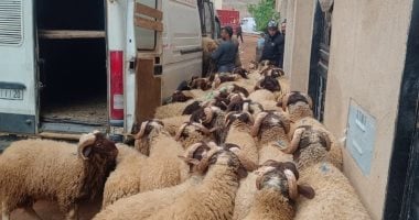 عيد بدون أضحية في المغرب.. حملات لضبط المواشي وذبحها