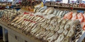 أسعار الأسماك اليوم الخميس 27 نوفمبر 2025