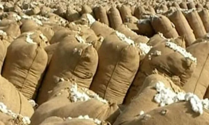 زراعة المنوفية تعلن توريد 7608 قناطير قطن في 4 مراكز تجميع