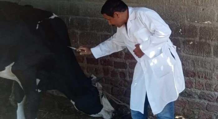 تحصين 112 ألف رأس ماشية ضمن الحملة القومية بأسيوط