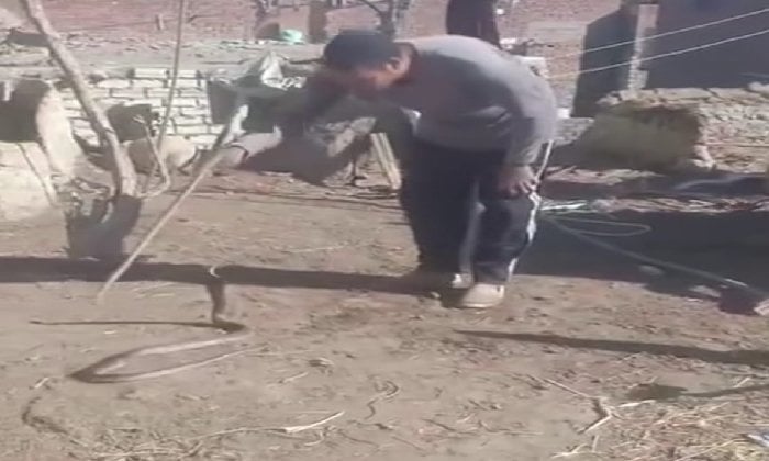 إصابة حاوي بلدغة ثعبان قاتلة بالفيوم