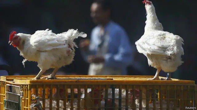 الدواجن السردة.. أسعار مخفضة وتكاليف صحية باهظة