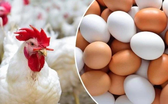 الفراخ البيضاء بكام؟.. أسعار الدواجن والبيض اليوم الأربعاء 3 ديسمبر 2025