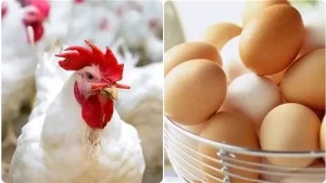 بورصة الدواجن اليوم.. أسعار الفراخ البيضاء وكرتونة البيض في الأسواق