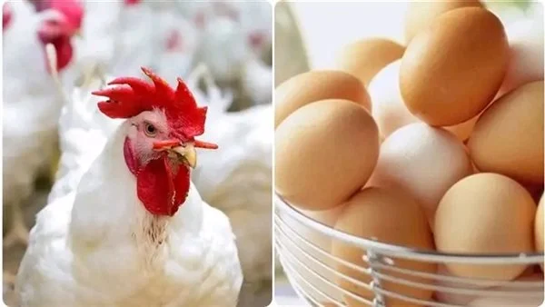 بورصة الدواجن اليوم.. أسعار الفراخ البيضاء وكرتونة البيض في الأسواق