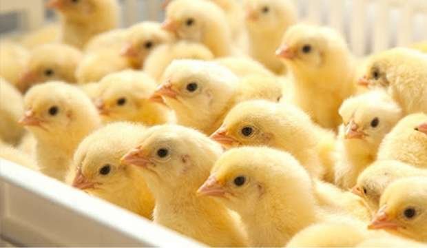 بورصة الدواجن.. أسعار الكتاكيت البيضاء اليوم الثلاثاء 2 ديسمبر 2025