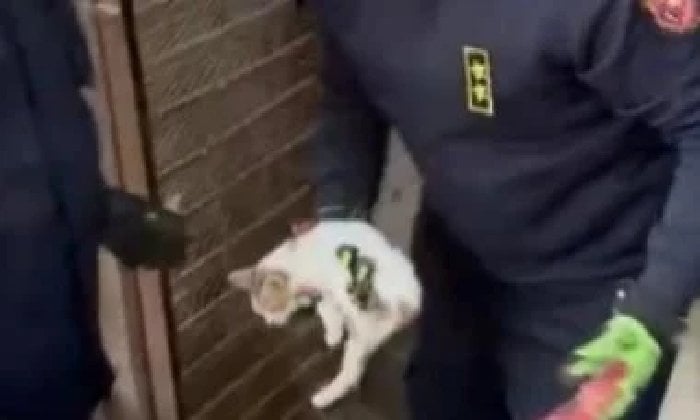 الحماية المدنية تتدخل لإنقاذ قطة عالقة داخل محل مغلق بالفيوم