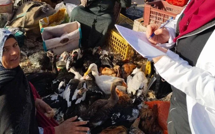الطب البيطري بالقليوبية: مراقبة يومية للأسواق لضمان سلامة المواطنين والطيور