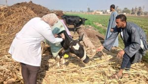 تحصين أكثر من 124 ألف رأس ماشية ضد الحمى القلاعية والوادي المتصدع بأسيوط