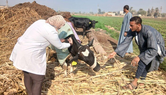 تحصين أكثر من 124 ألف رأس ماشية ضد الحمى القلاعية والوادي المتصدع بأسيوط