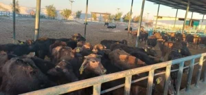 تحصين 215 ألف رأس ماشية ضمن الحملة القومية ضد الحمى القلاعية والوادي المتصدع بالمنيا