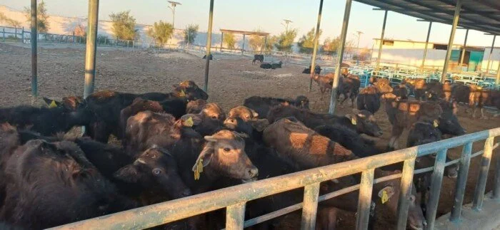 تحصين 215 ألف رأس ماشية ضمن الحملة القومية ضد الحمى القلاعية والوادي المتصدع بالمنيا