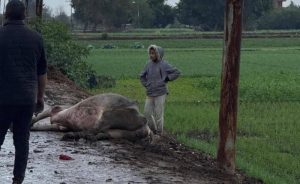 نفوق جاموسة صعقًا بالكهرباء بسبب سوء الطقس بالقليوبية والأهالي يستغيثون: أعمدة الإنارة بتكهرب
